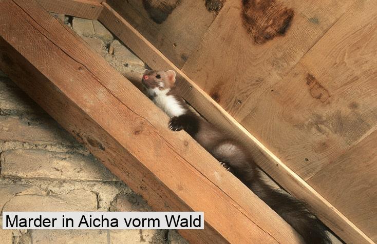 Marder in Aicha vorm Wald